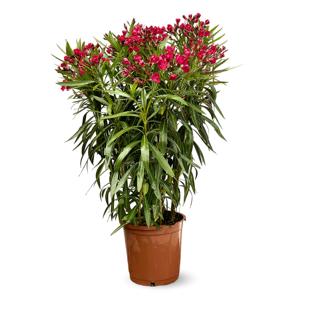 🌸 Laurier rose (Nerium oleander) – ↕ 110-120 cm