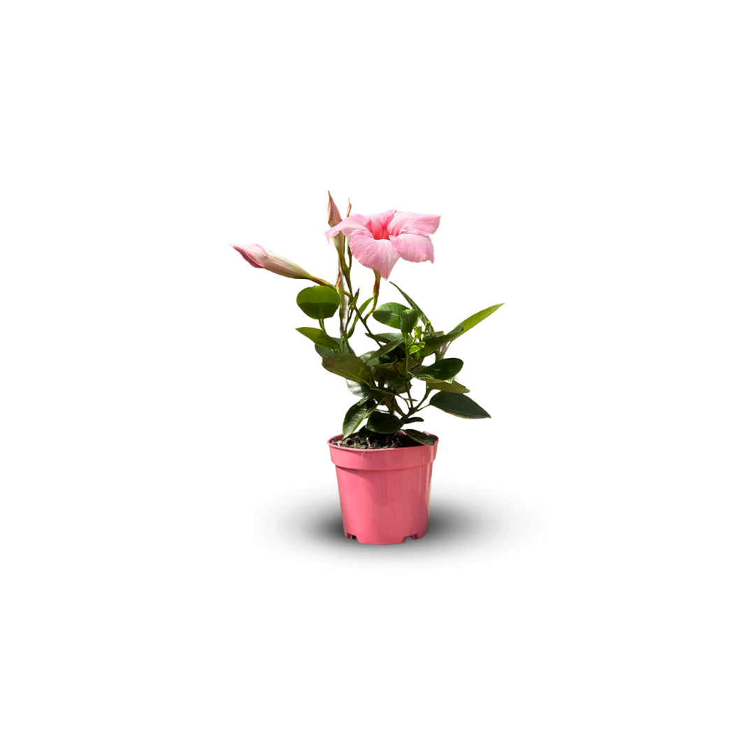 Dipladenia Rose 30 cm – Image 2