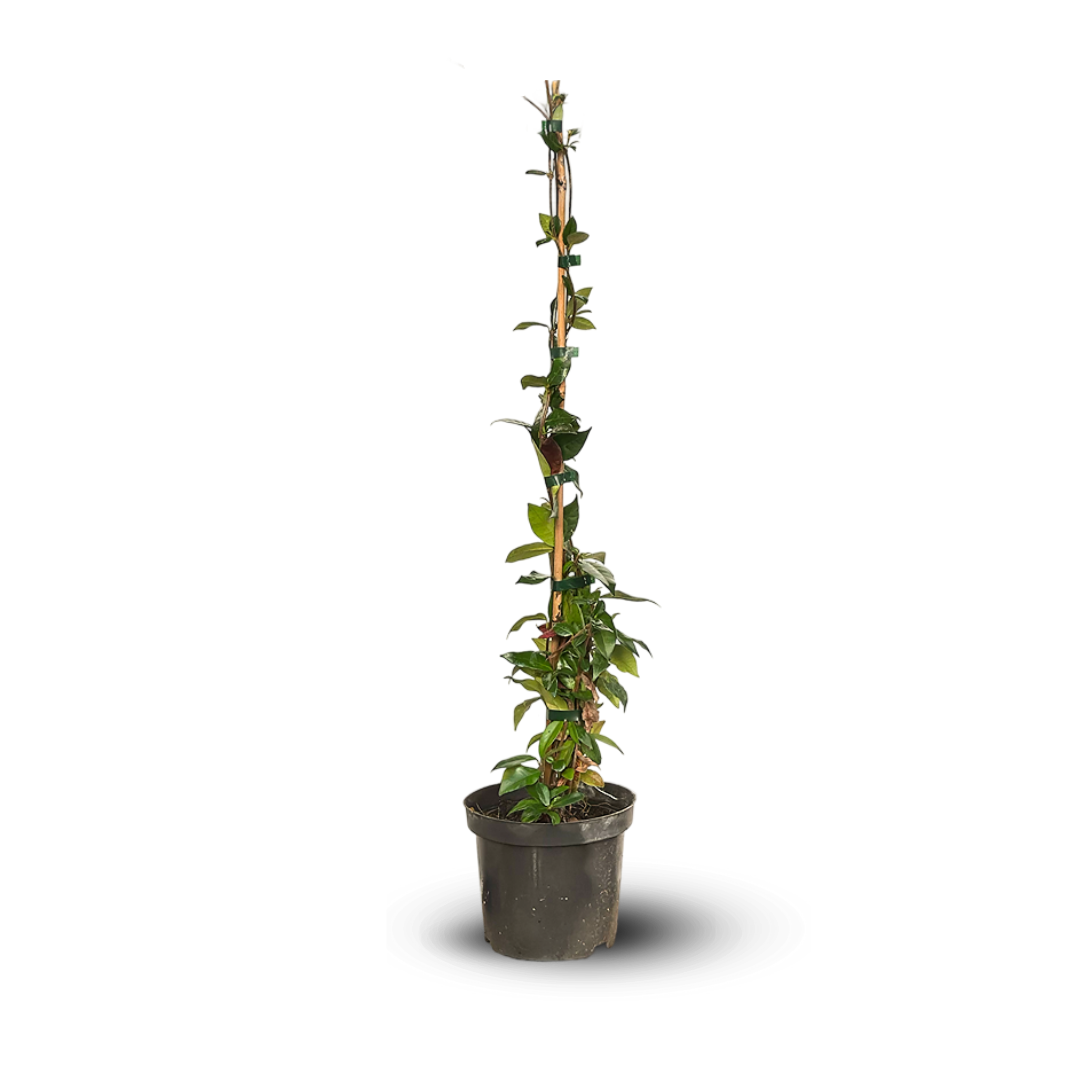 Jasmin Etoilé Rhyncospermum 110 cm – Image 2
